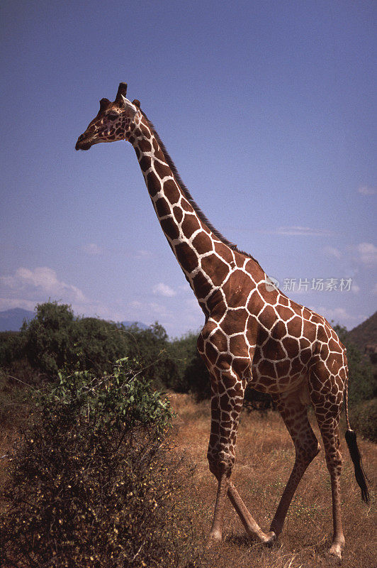 Reticulated Giraffe walking